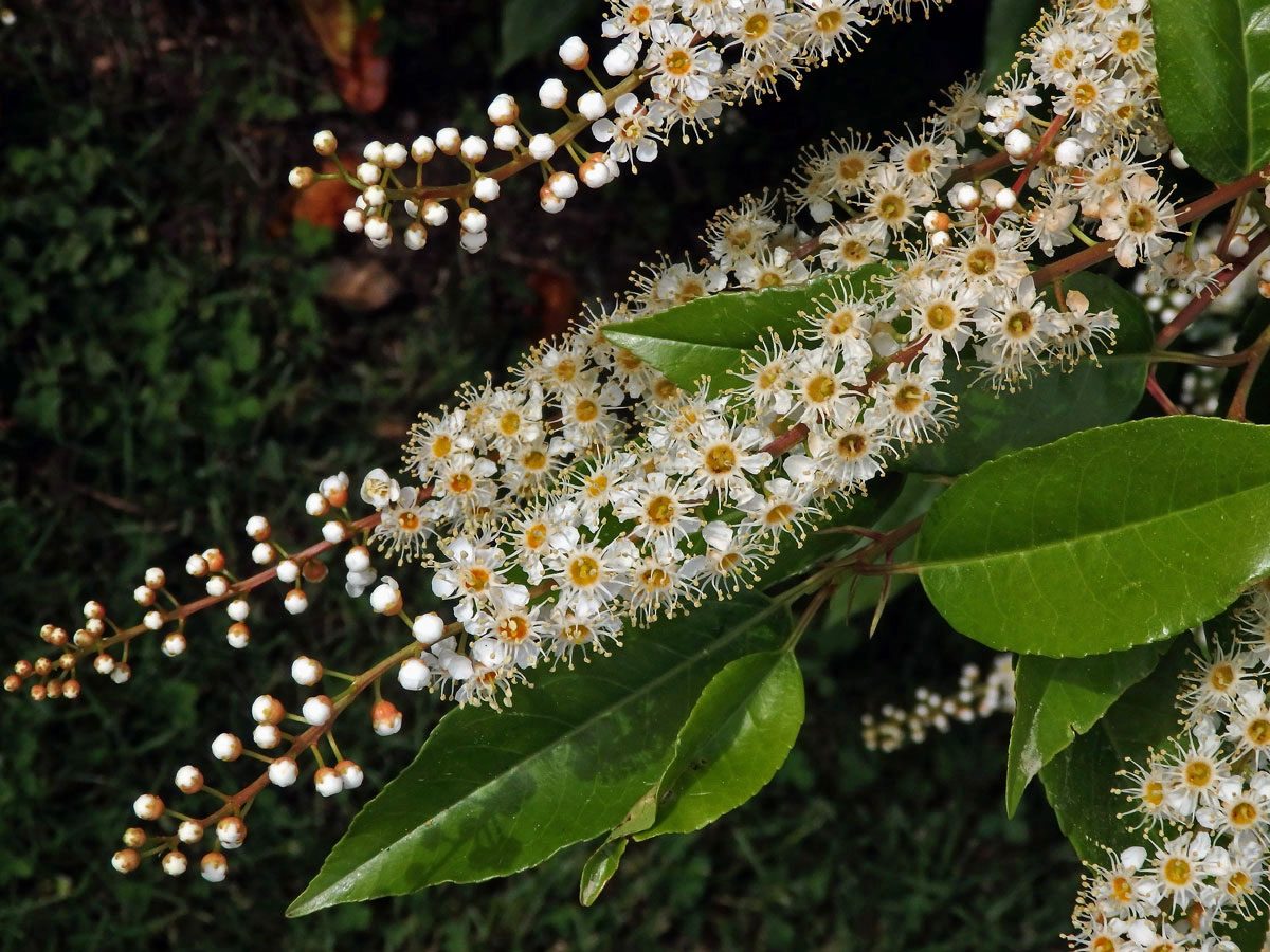 Bobkovišeň portugalská (Prunus lusitanica L.)