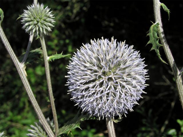 Bělotrn kulatohlavý (Echinops sphaerocephalus L.)