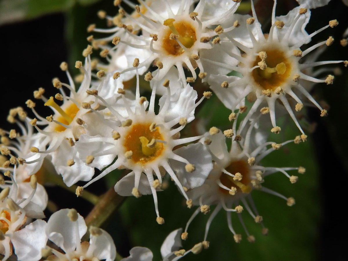 Bobkovišeň portugalská (Prunus lusitanica L.)