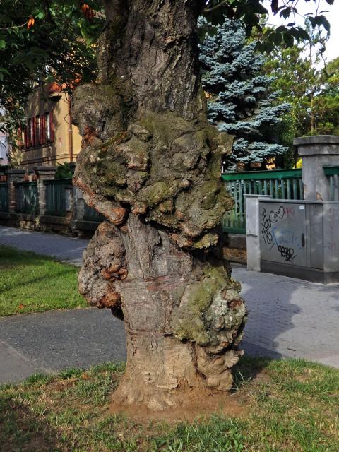 Sakura ozdobná (Prunus serrulata Lindl) (8ca) s nádorem na kmeni