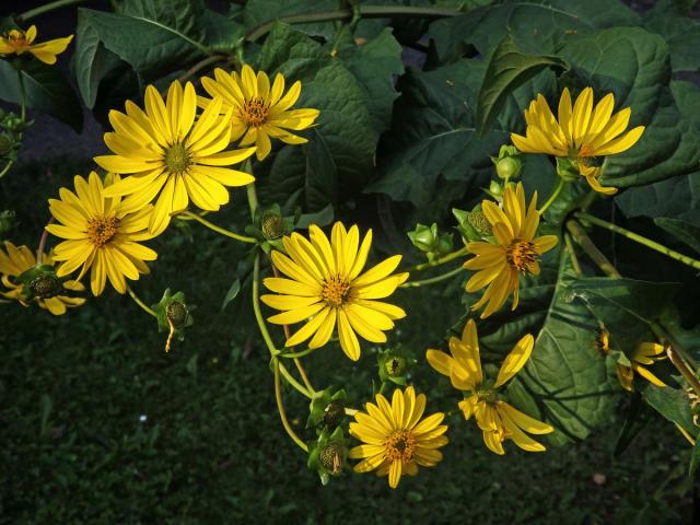 Mužák prorostlý (Silphium perfoliatum L.)