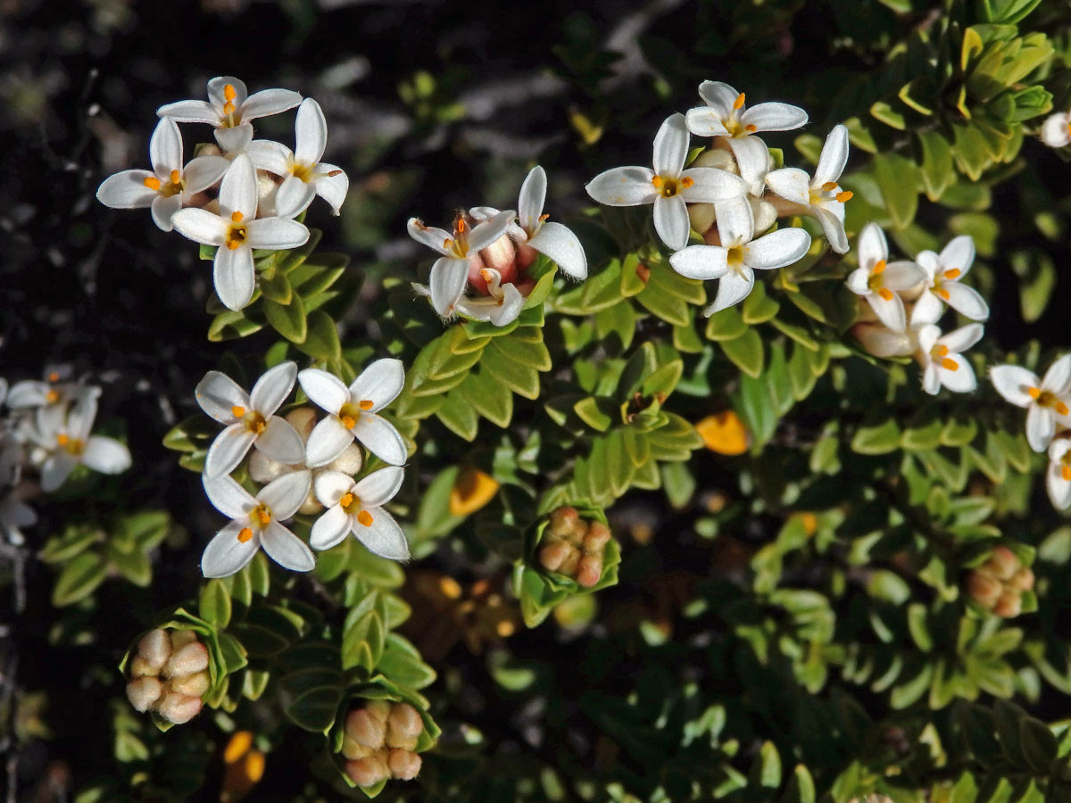 Pimelea buxifolia Hook. f.