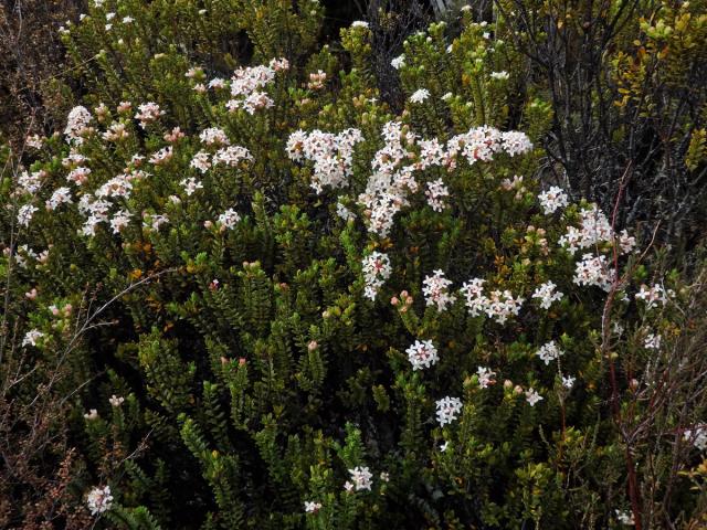 Pimelea buxifolia Hook. f.