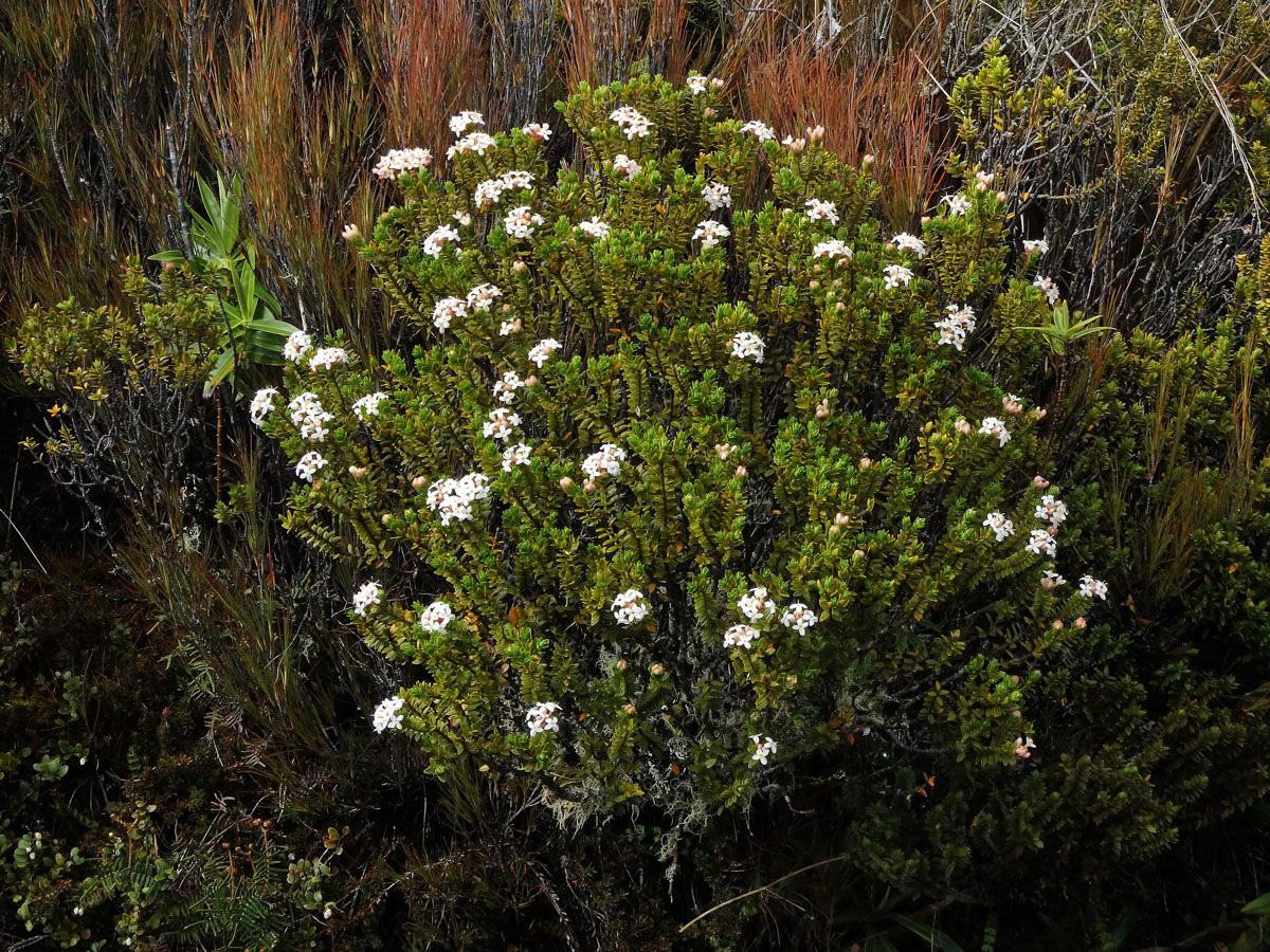 Pimelea buxifolia Hook. f.