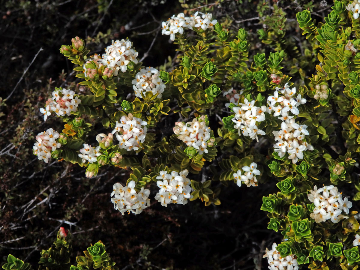 Pimelea buxifolia Hook. f.