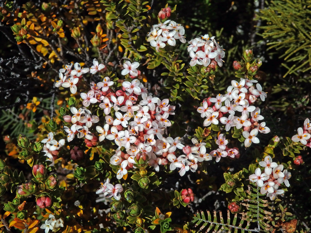 Pimelea buxifolia Hook. f.