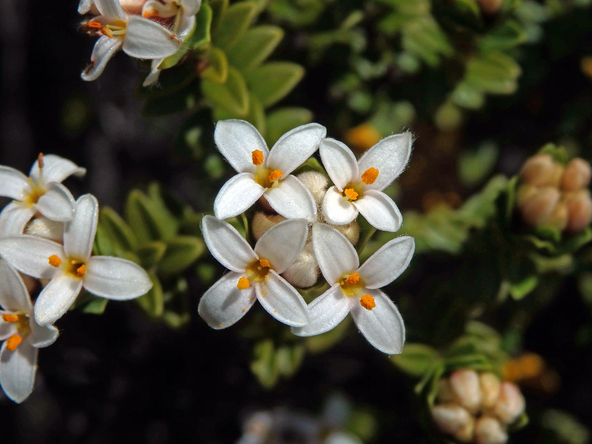 Pimelea buxifolia Hook. f.