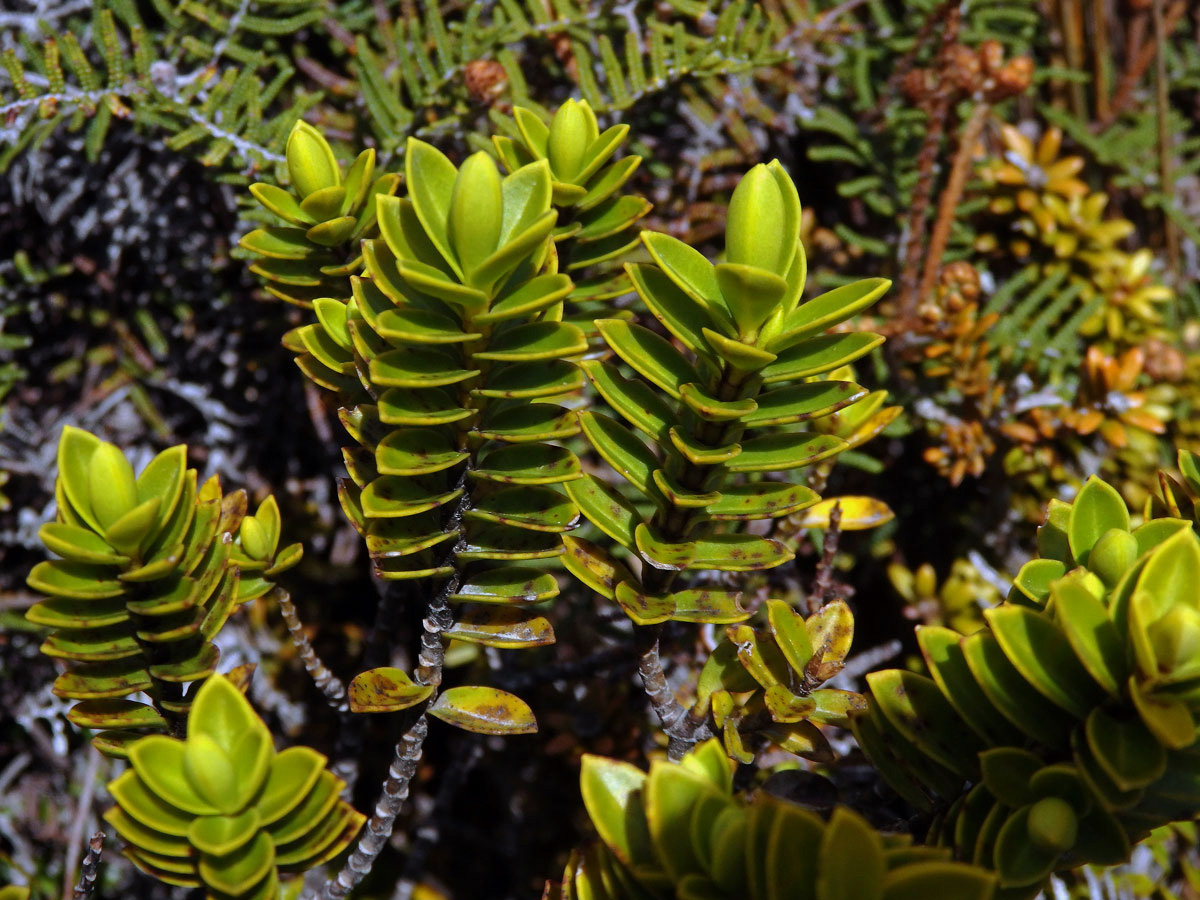 Pimelea buxifolia Hook. f.