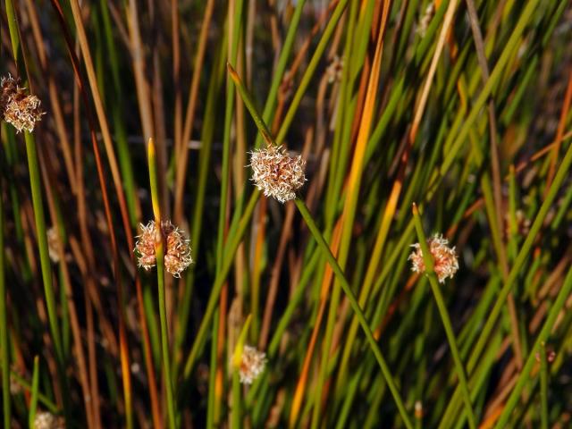 Ficinia nodosa (Rottb.) Goetgh., Muasya et D. A. Simpson