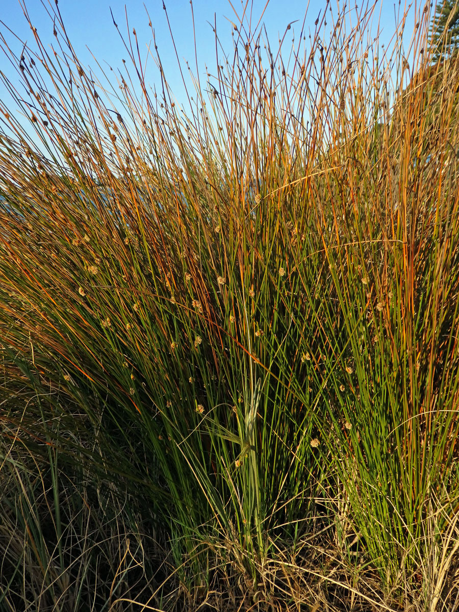 Ficinia nodosa (Rottb.) Goetgh., Muasya et D. A. Simpson