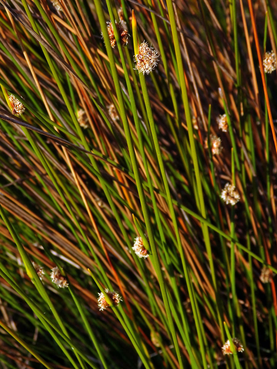 Ficinia nodosa (Rottb.) Goetgh., Muasya et D. A. Simpson