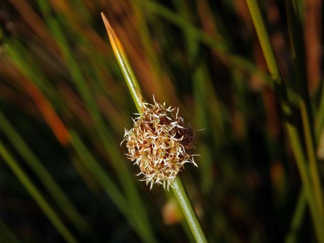 Ficinia nodosa (Rottb.) Goetgh., Muasya et D. A. Simpson