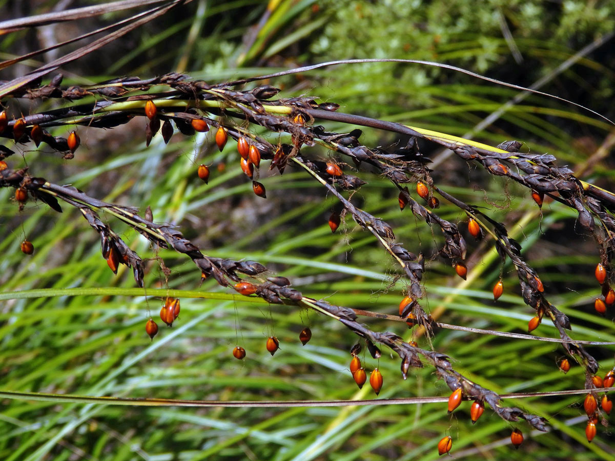 Gahnia pauciflora Kirk