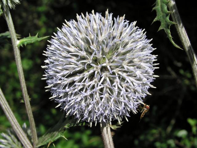 Bělotrn kulatohlavý (Echinops sphaerocephalus L.)