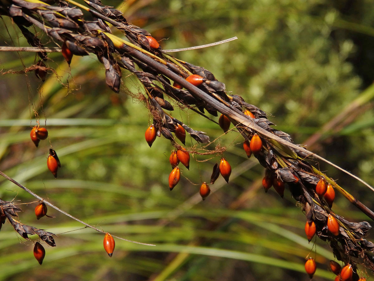 Gahnia pauciflora Kirk