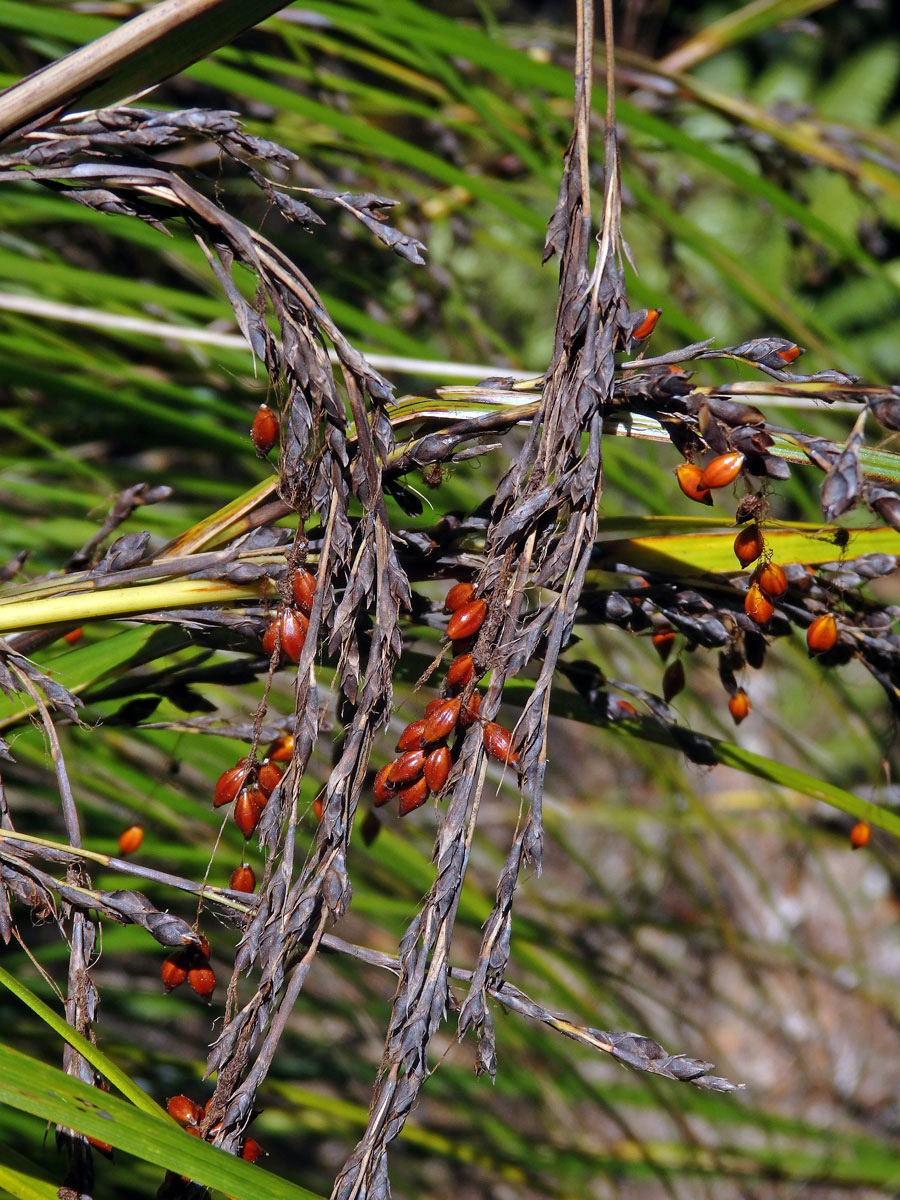 Gahnia pauciflora Kirk