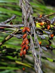 Gahnia pauciflora Kirk