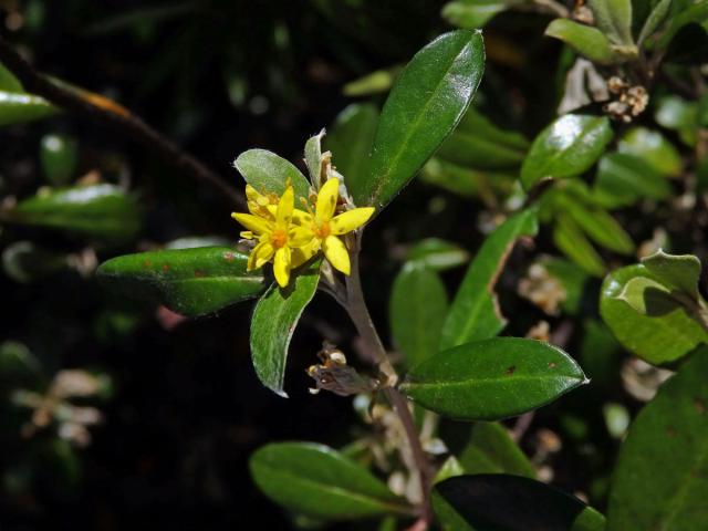 Corokia macrocarpa Kirk