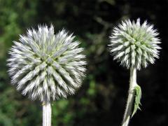 Bělotrn kulatohlavý (Echinops sphaerocephalus L.)