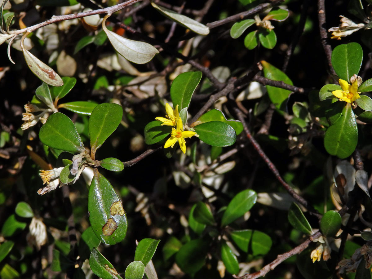 Corokia macrocarpa Kirk