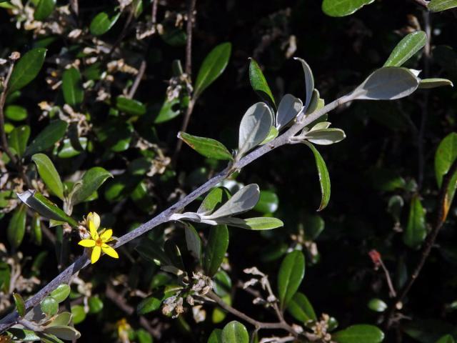 Corokia macrocarpa Kirk