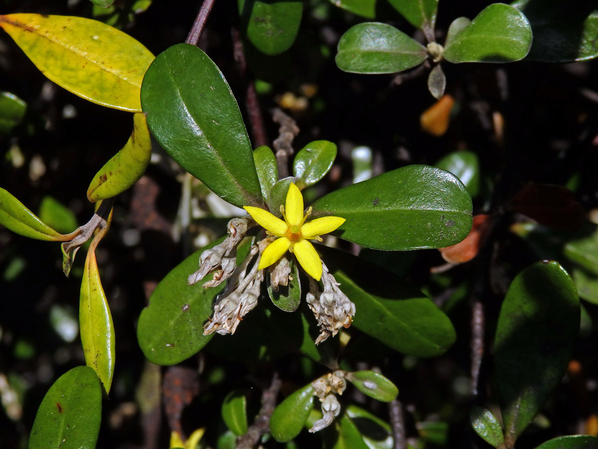 Corokia macrocarpa Kirk