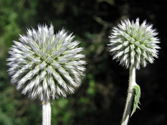 Bělotrn kulatohlavý (Echinops sphaerocephalus L.)