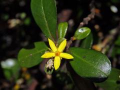 Corokia macrocarpa Kirk