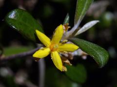 Corokia macrocarpa Kirk