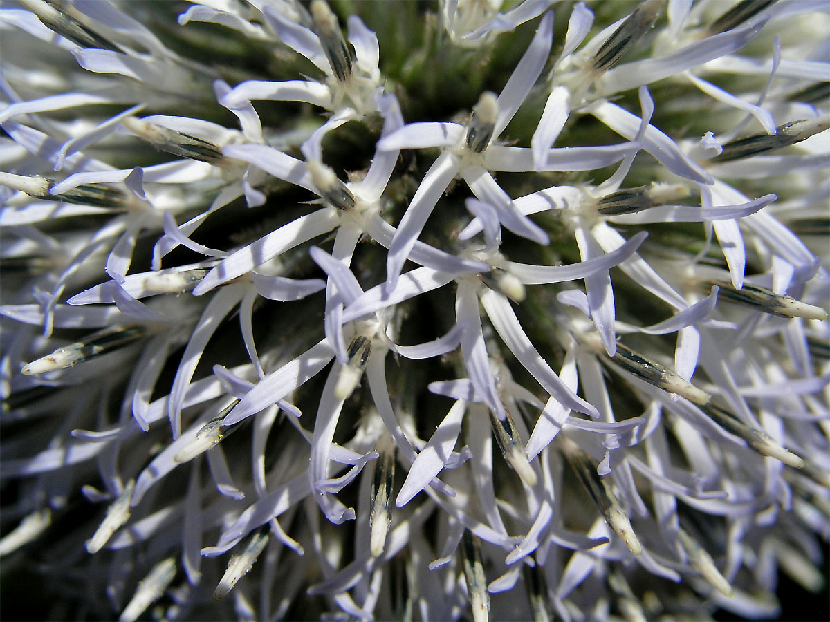 Bělotrn kulatohlavý (Echinops sphaerocephalus L.)