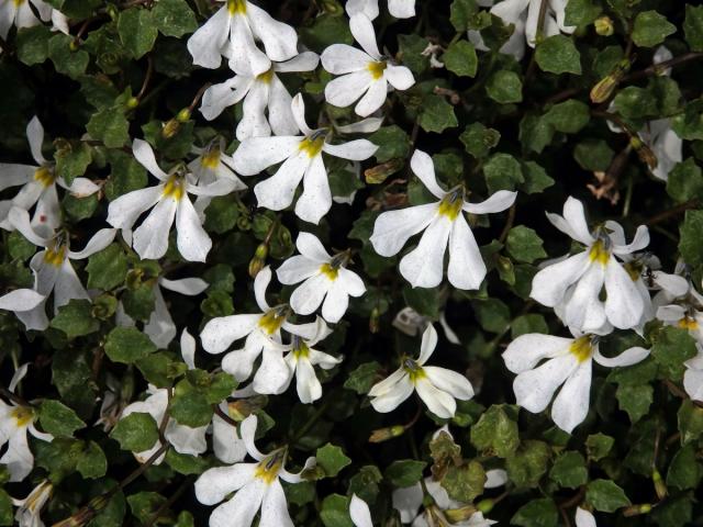 Lobelka (Lobelia perpusilla Hook. f.)