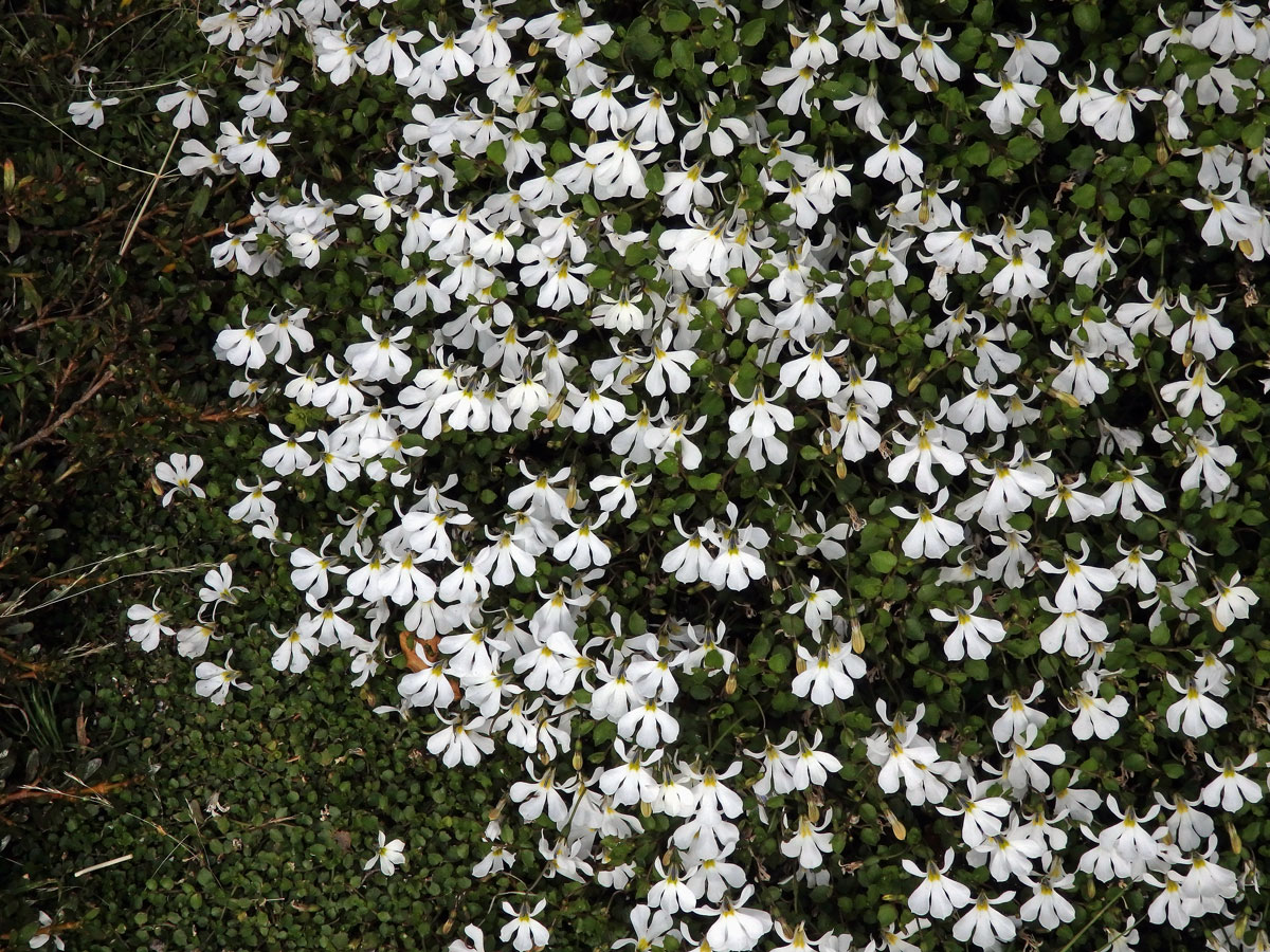 Lobelka (Lobelia perpusilla Hook. f.)