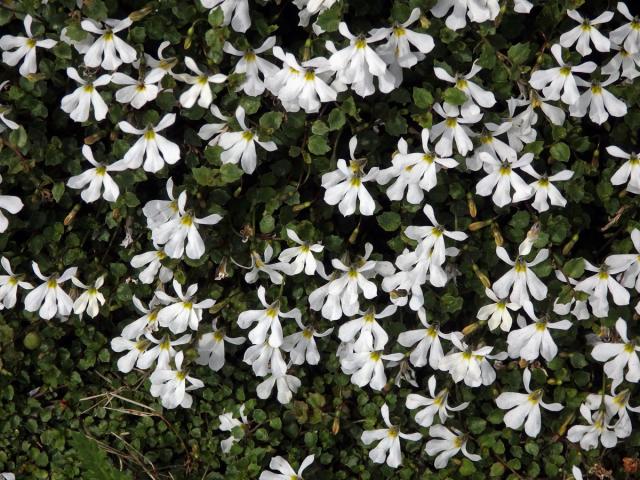 Lobelka (Lobelia perpusilla Hook. f.)