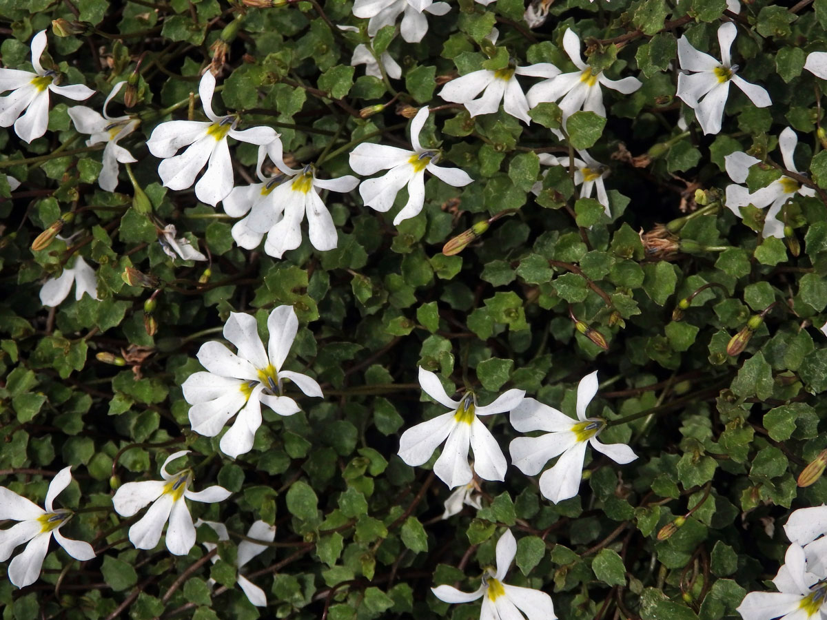 Lobelka (Lobelia perpusilla Hook. f.)