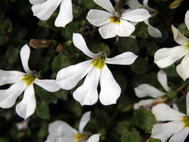 Lobelka (Lobelia perpusilla Hook. f.)