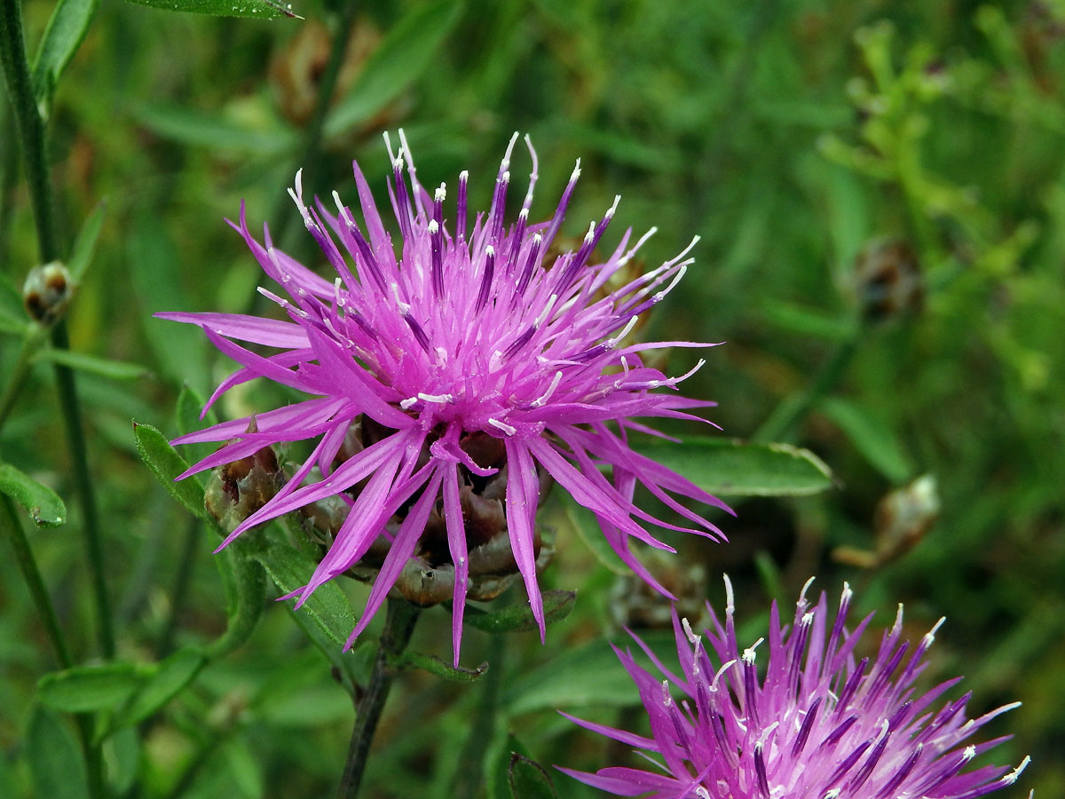 Chrpa (Centaurea deusta Ten.)