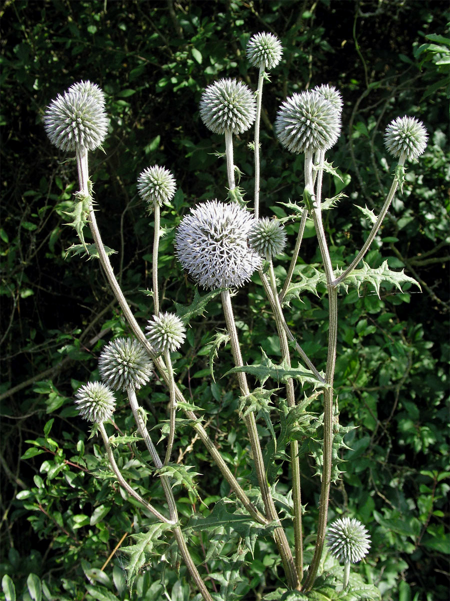 Bělotrn kulatohlavý (Echinops sphaerocephalus L.)