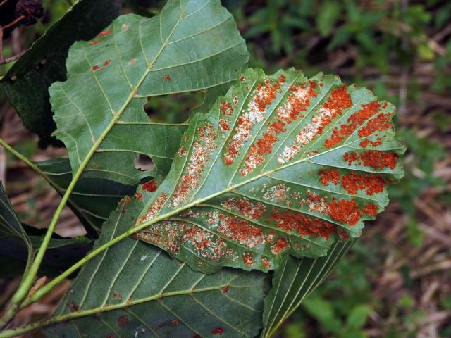 Hálky vlnovníka krátkonohého (Acalitus brevitarsus) na olši lepkavé (Alnus glutinosa)