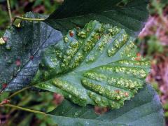 Hálky vlnovníka krátkonohého (Acalitus brevitarsus) na olši lepkavé (Alnus glutinosa)