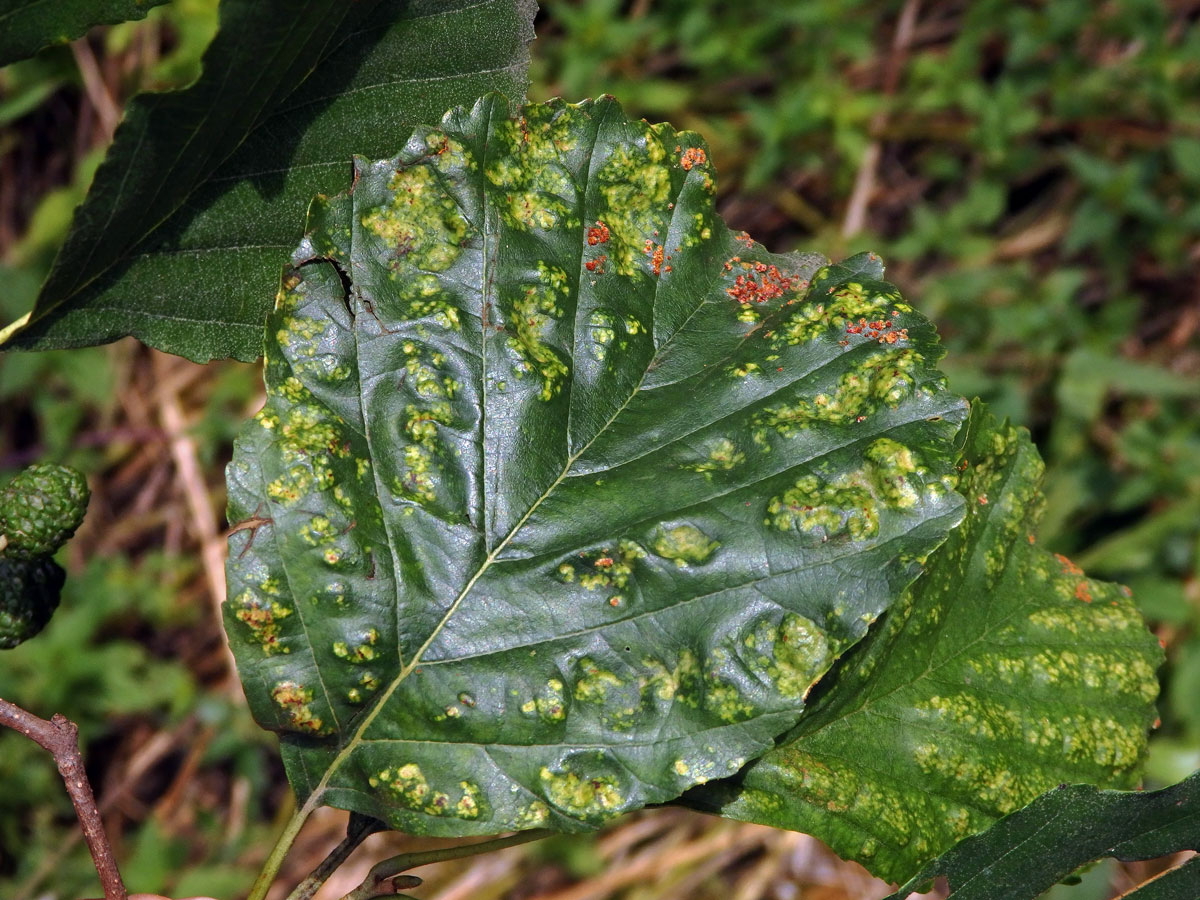 Hálky vlnovníka krátkonohého (Acalitus brevitarsus) na olši lepkavé (Alnus glutinosa)