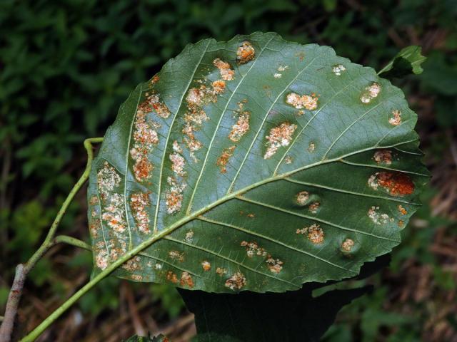 Hálky vlnovníka krátkonohého (Acalitus brevitarsus) na olši lepkavé (Alnus glutinosa)