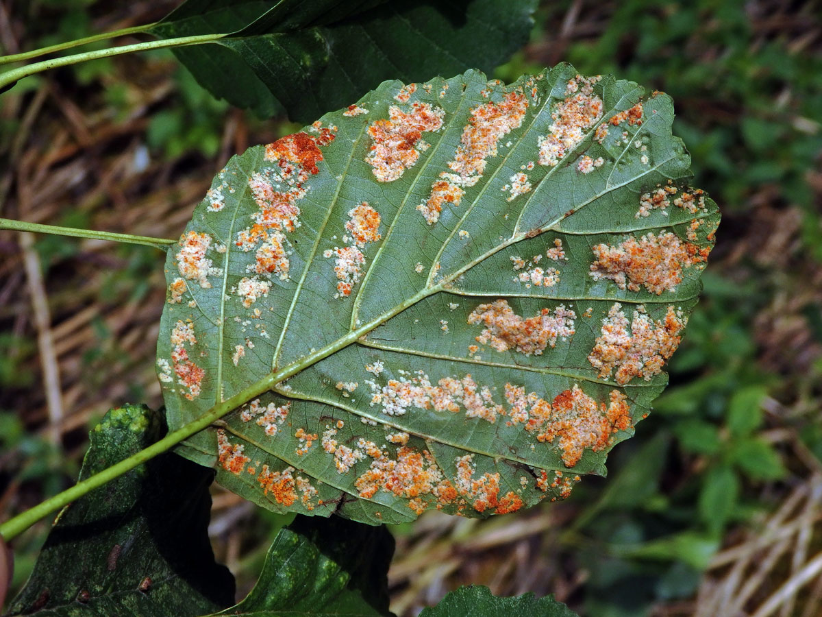 Hálky vlnovníka krátkonohého (Acalitus brevitarsus) na olši lepkavé (Alnus glutinosa)