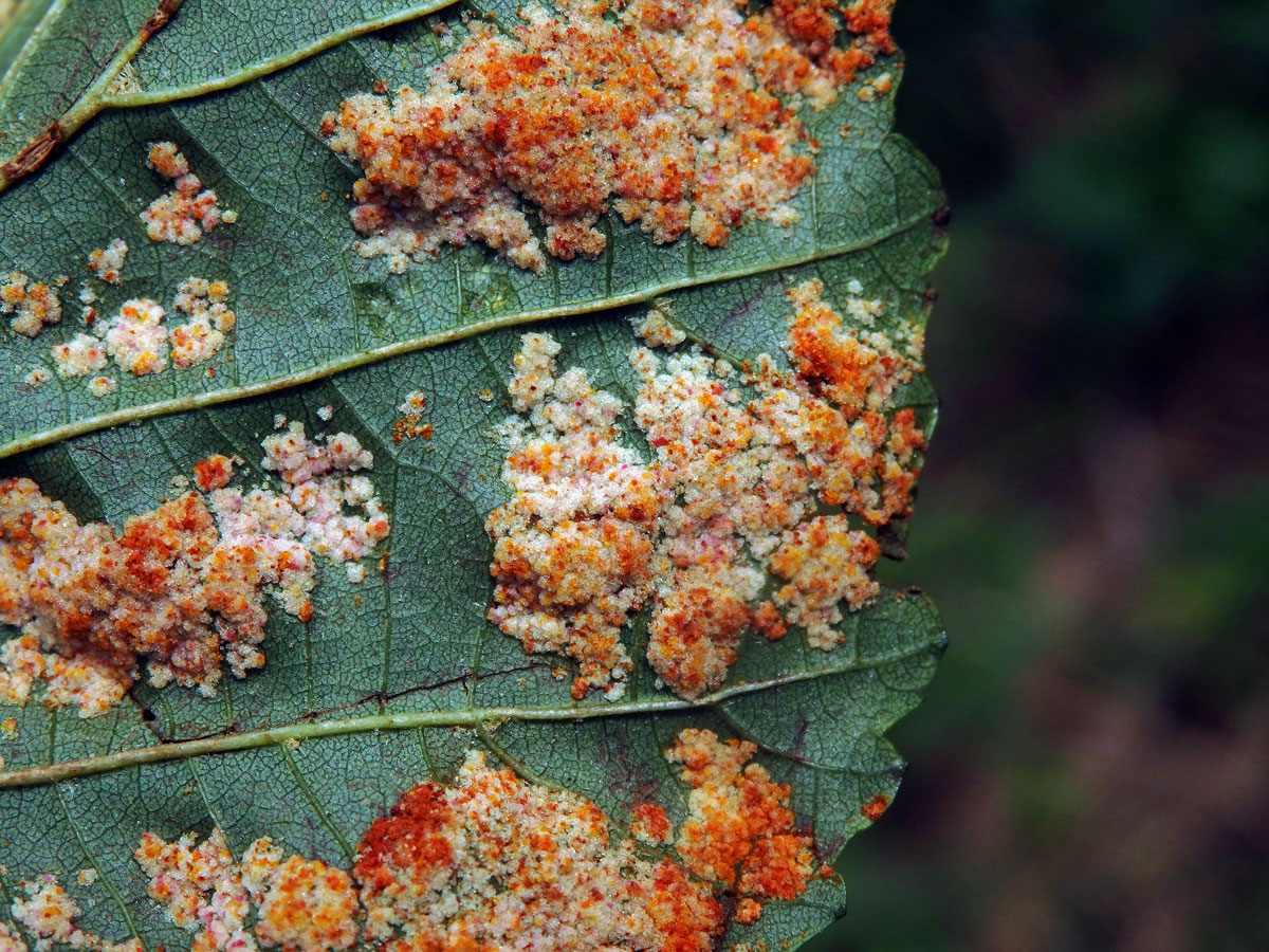 Hálky vlnovníka krátkonohého (Acalitus brevitarsus) na olši lepkavé (Alnus glutinosa)