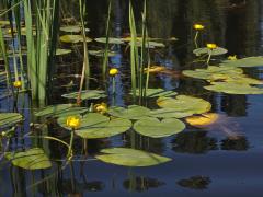 Stulík žlutý (Nuphar lutea  (L.) Sm.)