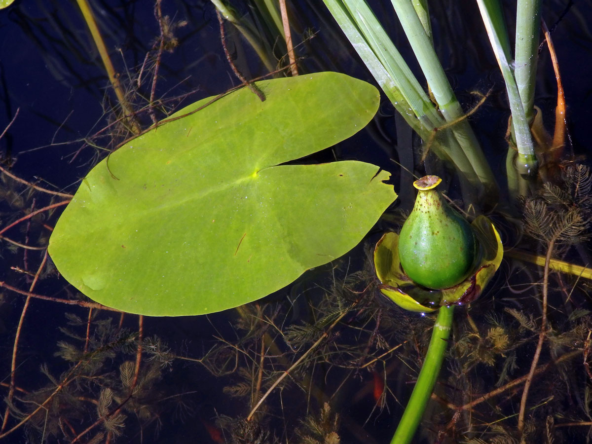 Stulík žlutý (Nuphar lutea  (L.) Sm.)