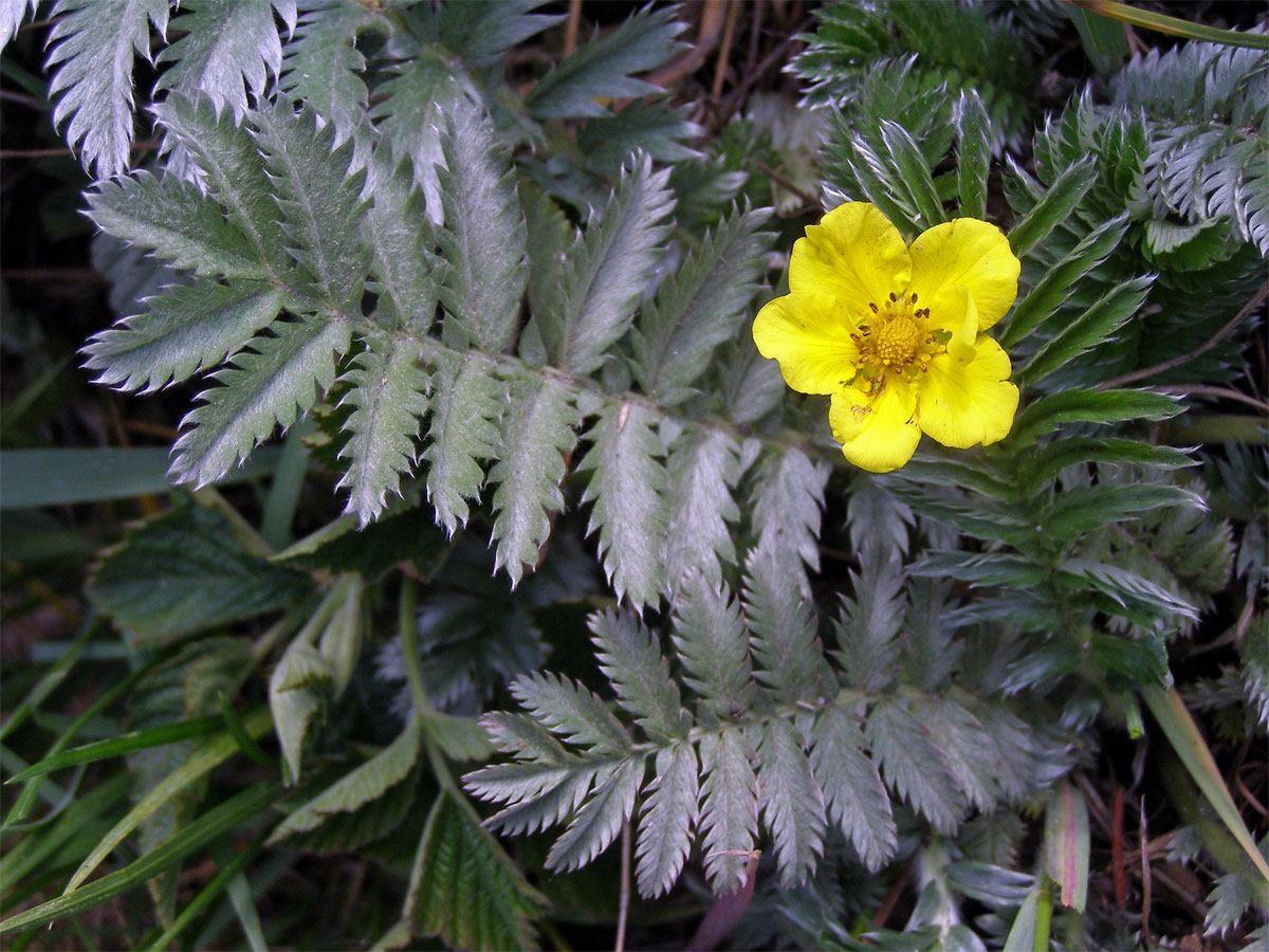 Mochna husí (Potentilla anserina L.)