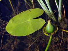 Stulík žlutý (Nuphar lutea  (L.) Sm.)