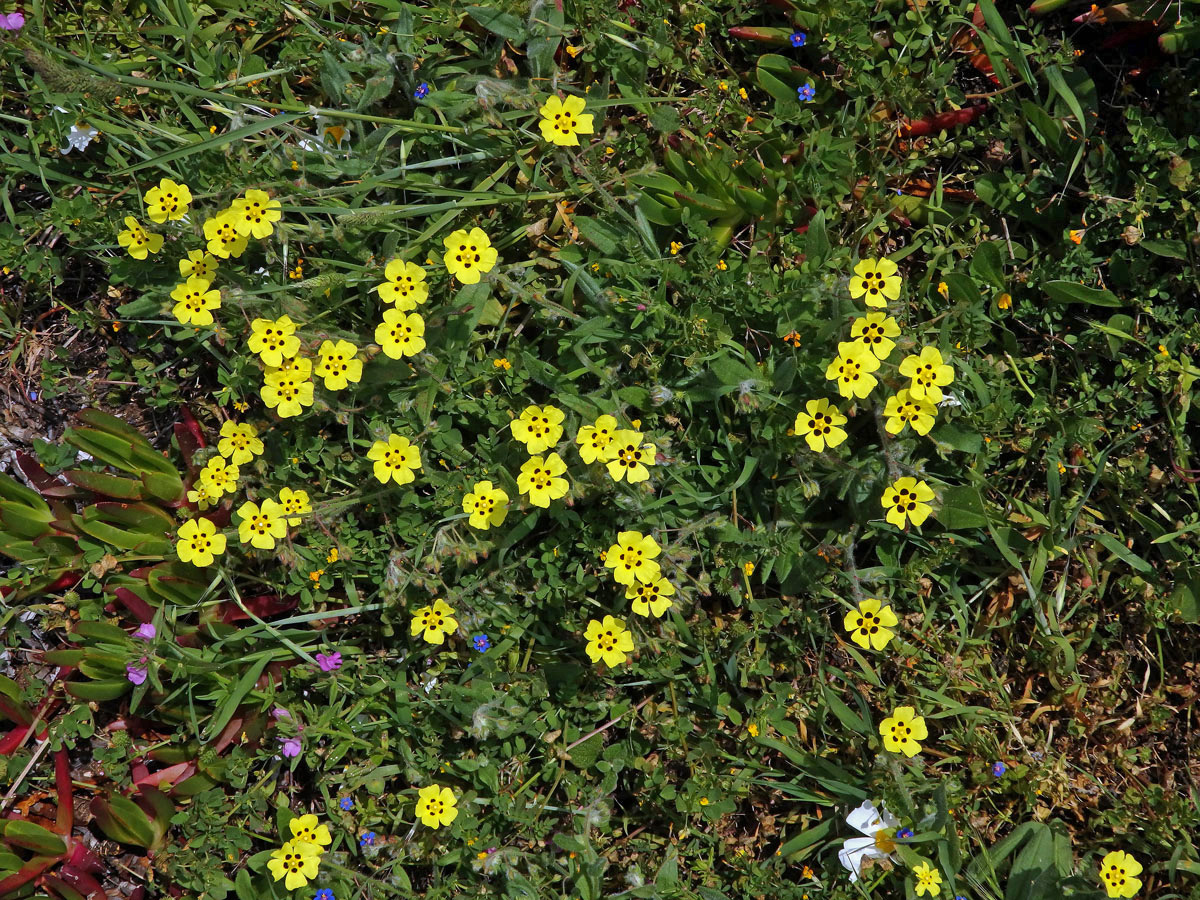 Halimium haliminifolium (L.) Willk.