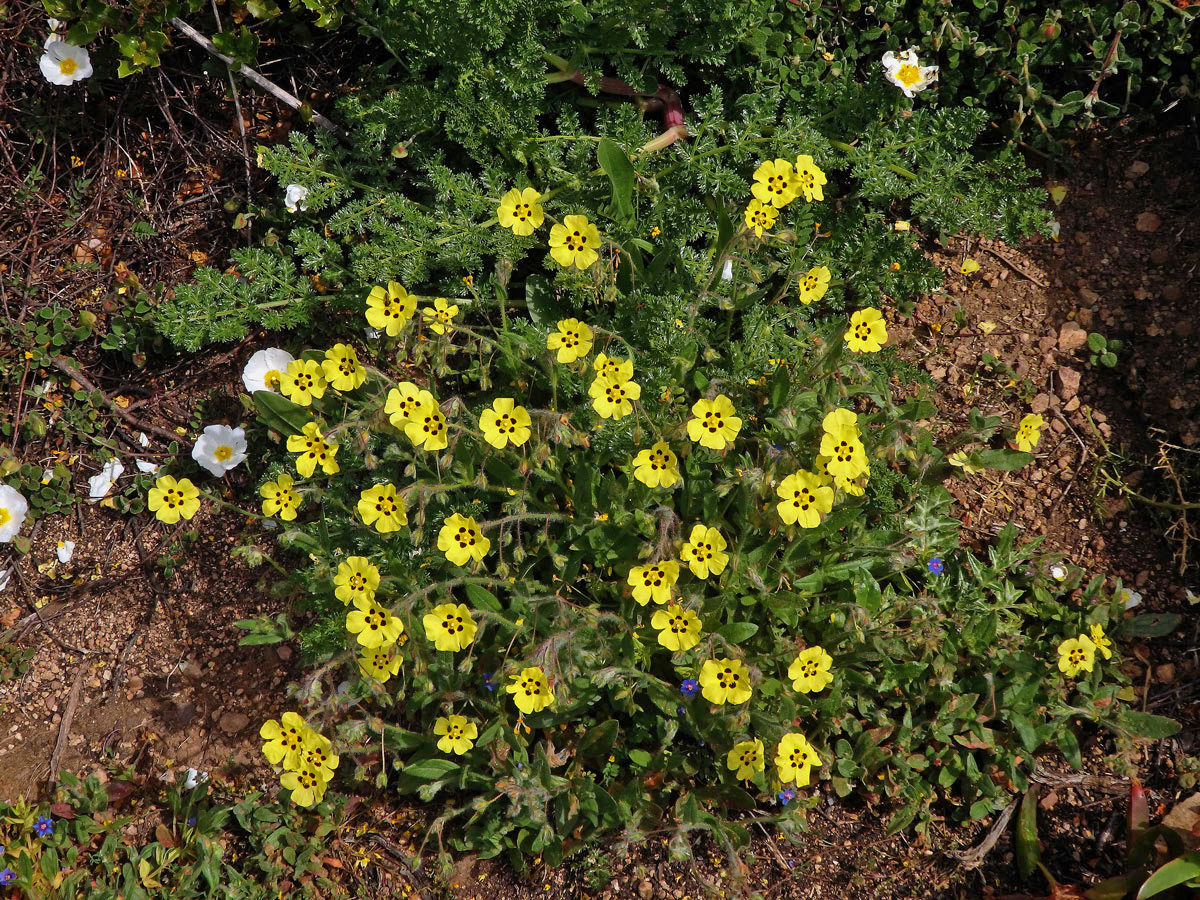 Halimium haliminifolium (L.) Willk.