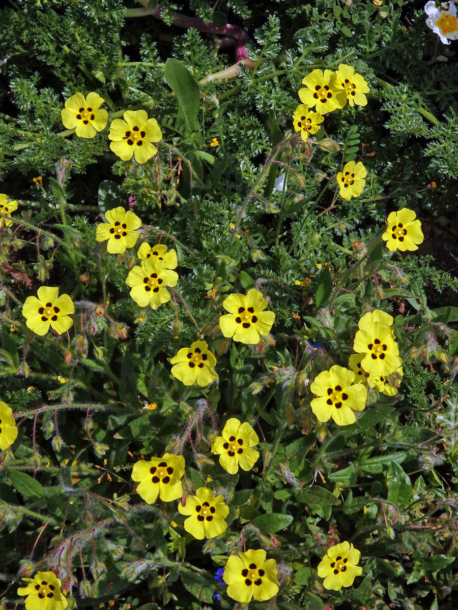 Halimium haliminifolium (L.) Willk.